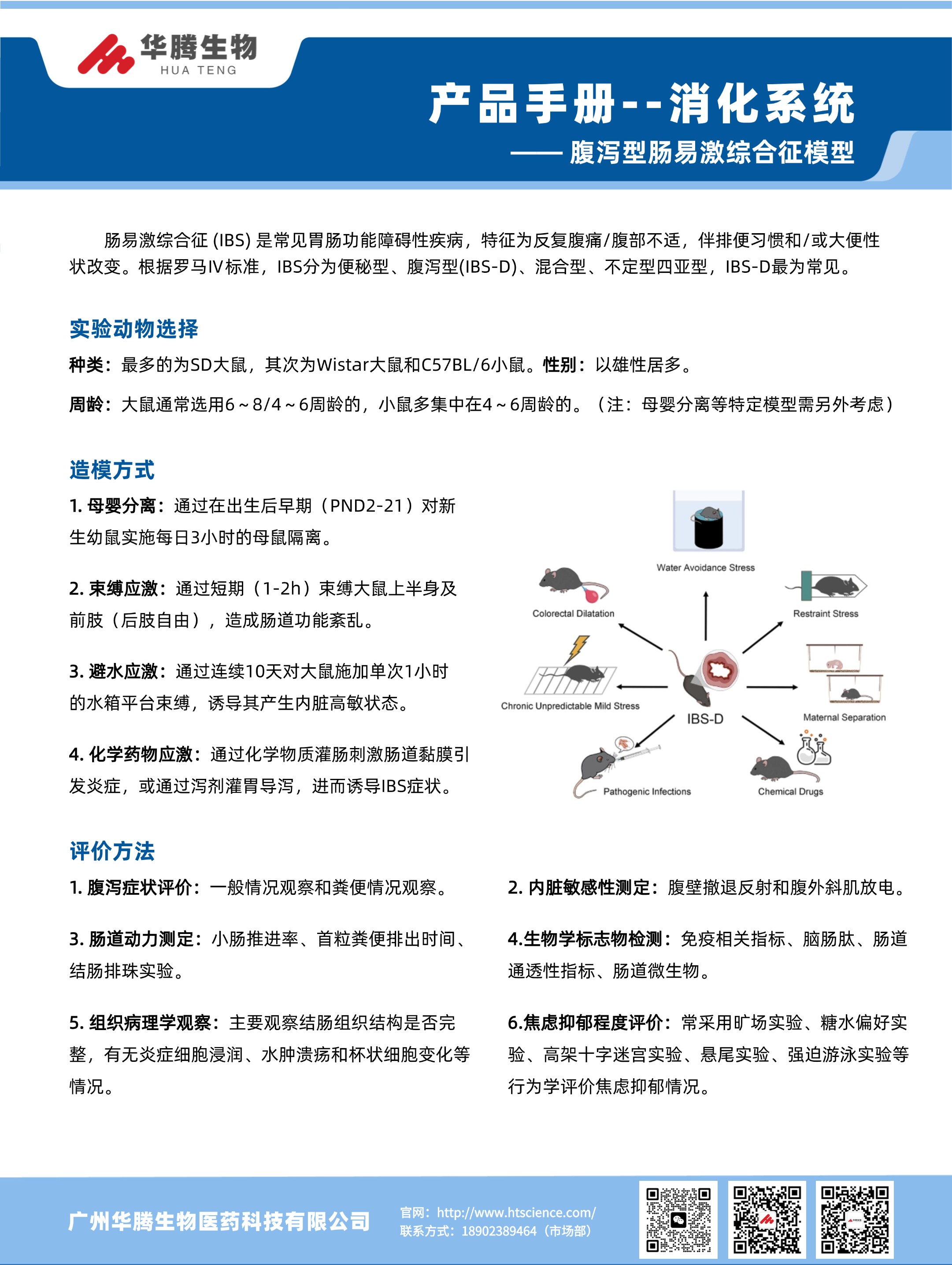 腹泻型肠易激综合征模型.jpg